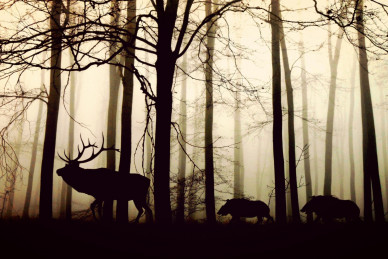 animals-g7b0e00638_1920