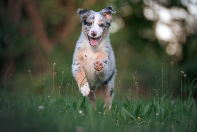 australian-shepherd-7664795_1280