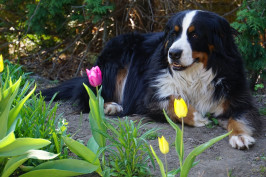 bernese-mountain-dog-4182345_1280