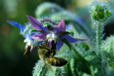 borage-3955048_1920