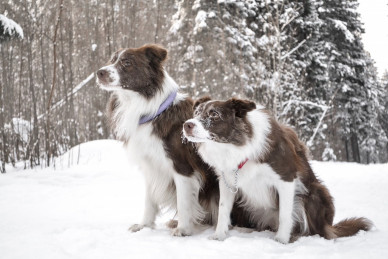 border-collie-4555387_1280