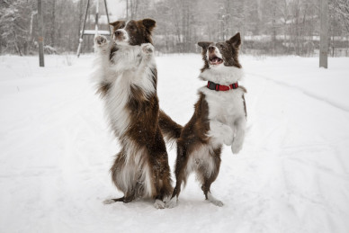 border-collie-4557215_1280