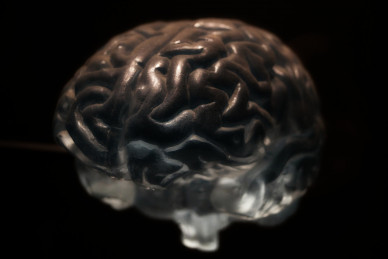 brain-2070412_1920