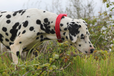 dalmatian-82397_1280