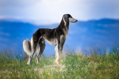 dog-ga379b8e95_1920