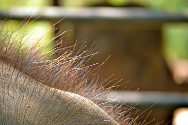 elephant-hair-266125_1280