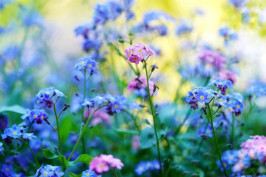forget-me-not-g8f2c2178b_1920