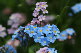 forget-me-nots-gdddfe9442_1920
