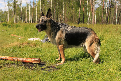 german-shepherd-4546979_1280