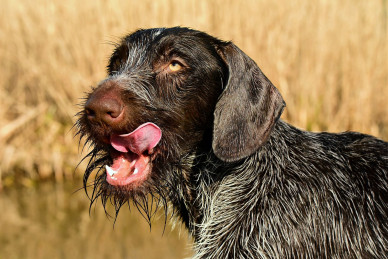 german-wire-haired-pointer-g2e66304f5_1280