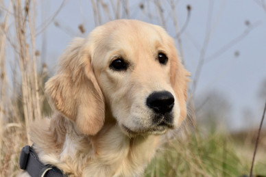 golden-retriever-7045600_1280