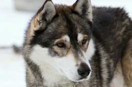 husky-273421_1280