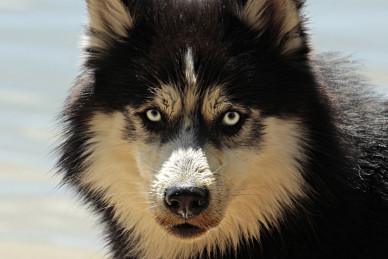 husky-g5c342f873_1920