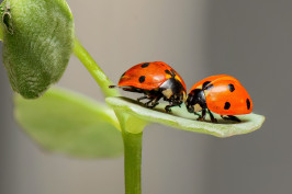 ladybugs-g689bc9a53_1920