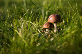 mushrooms-g99eeb5ca2_1920