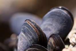 mussels-g251093bfe_1920