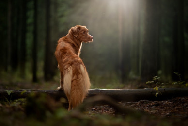 nova-scotia-duck-tolling-retriever-5953883_1280