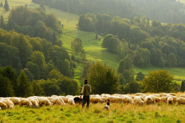 Owczarki i inne psy pasterskie z wyłączeniem szwajcarskich psów do bydła