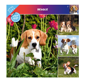 Kalendarz 2023 Beagle