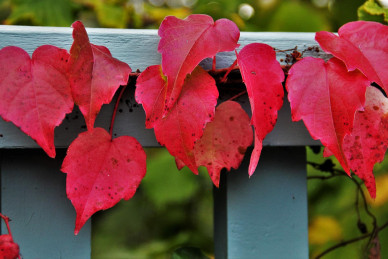 reddish-autumn-leaves-g43112d877_1920
