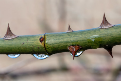 thorns-gca56c0e39_1920