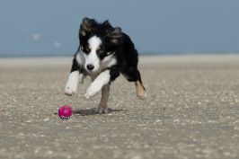 young-border-collie-662706_1920